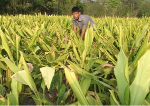 কৃষি ও প্রাণিসম্পদ
