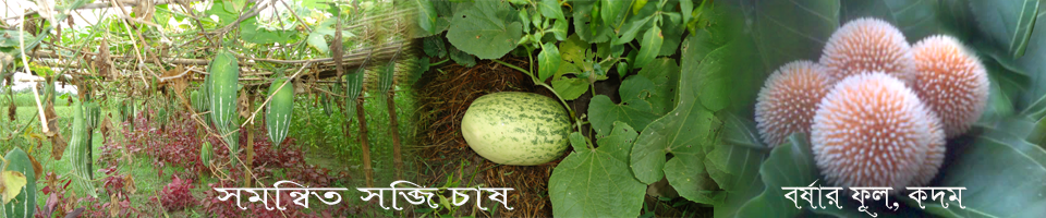 সমন্বিত সব্জি চাষ