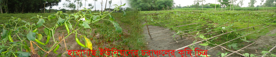 ২নং হারাগাছ ইউনিয়নে বিভিন্ন চরাঞ্চলে সমন্বিত সব্জি চাষ