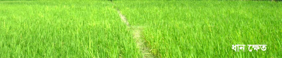 হরিপুর ইউনিয়নের ধান ক্ষেত