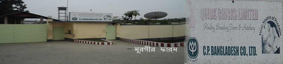 কুইক চিকস্ মুরগীর ফার্ম