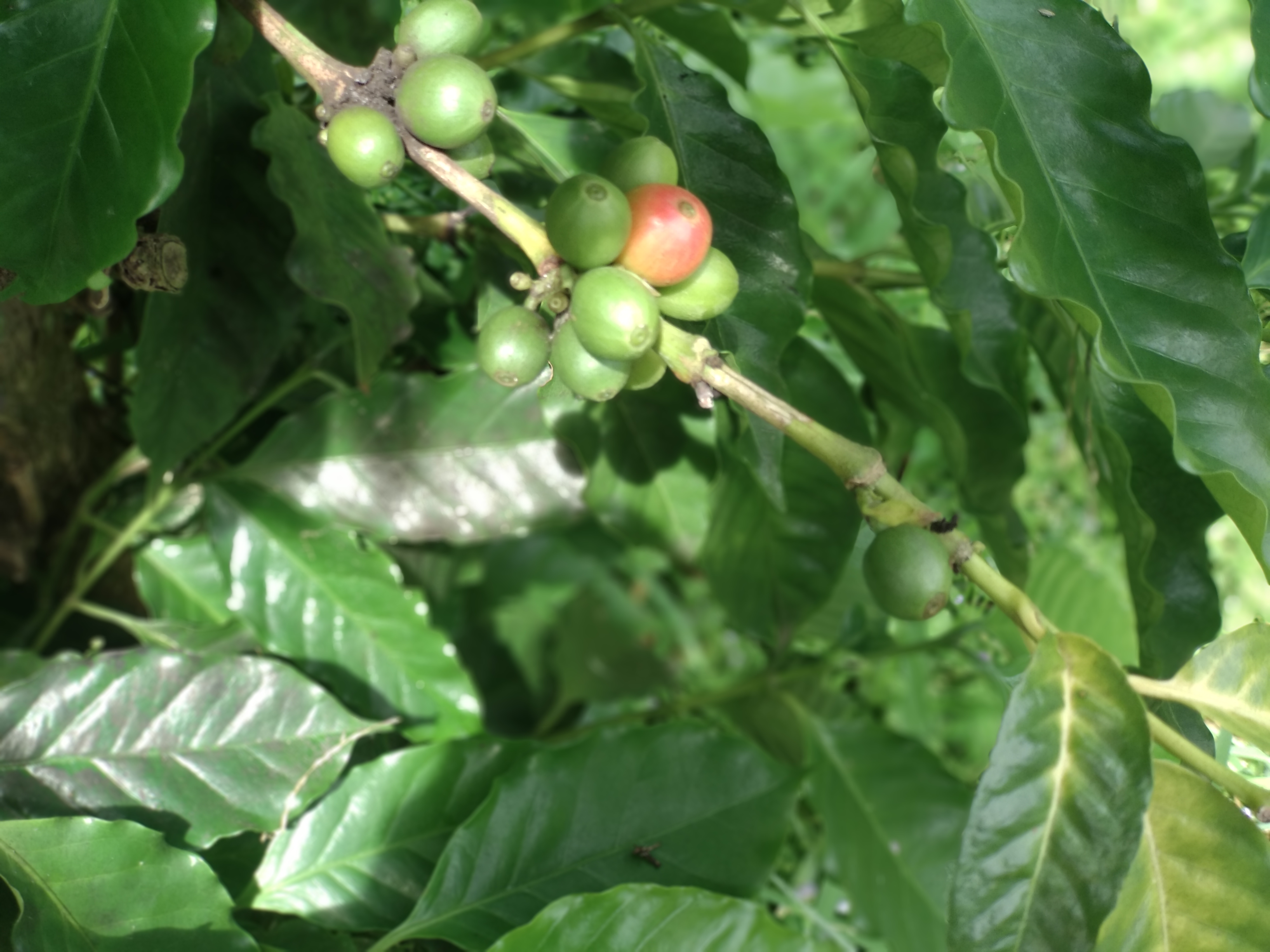 কফি রোবাস্টা