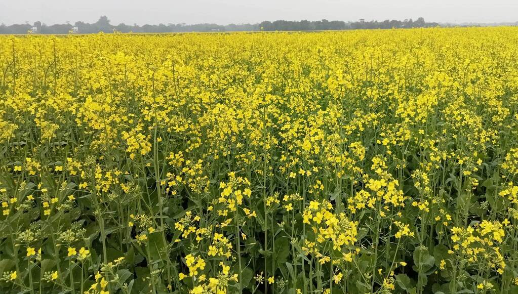 উদ্ভাবিত জাত/প্রযুক্তি