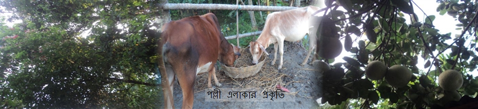 ব্যানার গ্রাফি