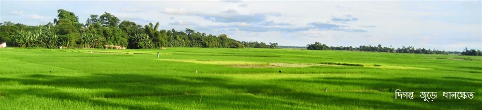 দিগন্ত জুড়ে ধানক্ষেত