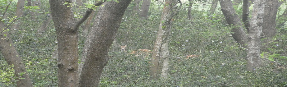 হাজারীগঞ্জ বন বিভাগ