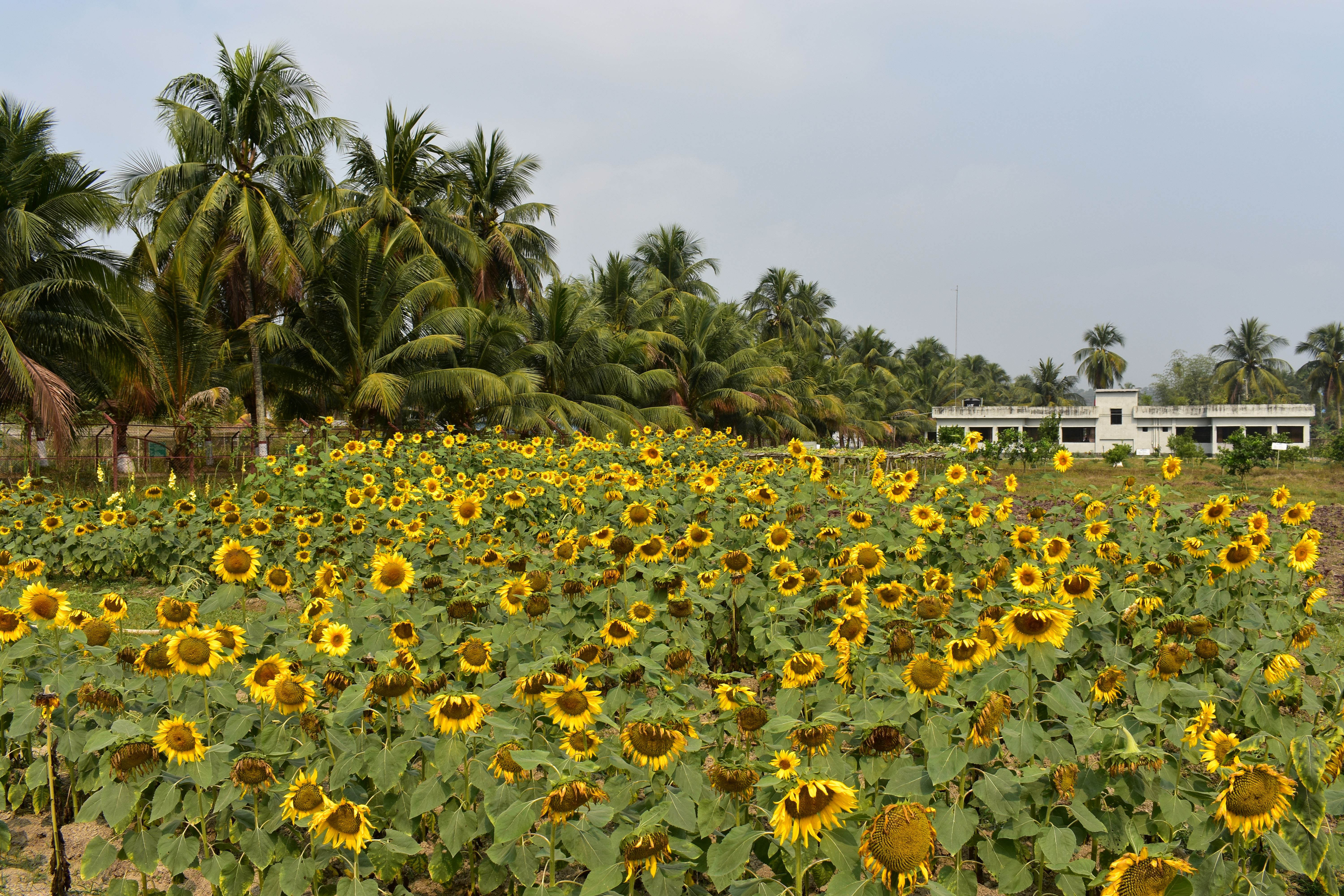 সানফ্লাওয়ার