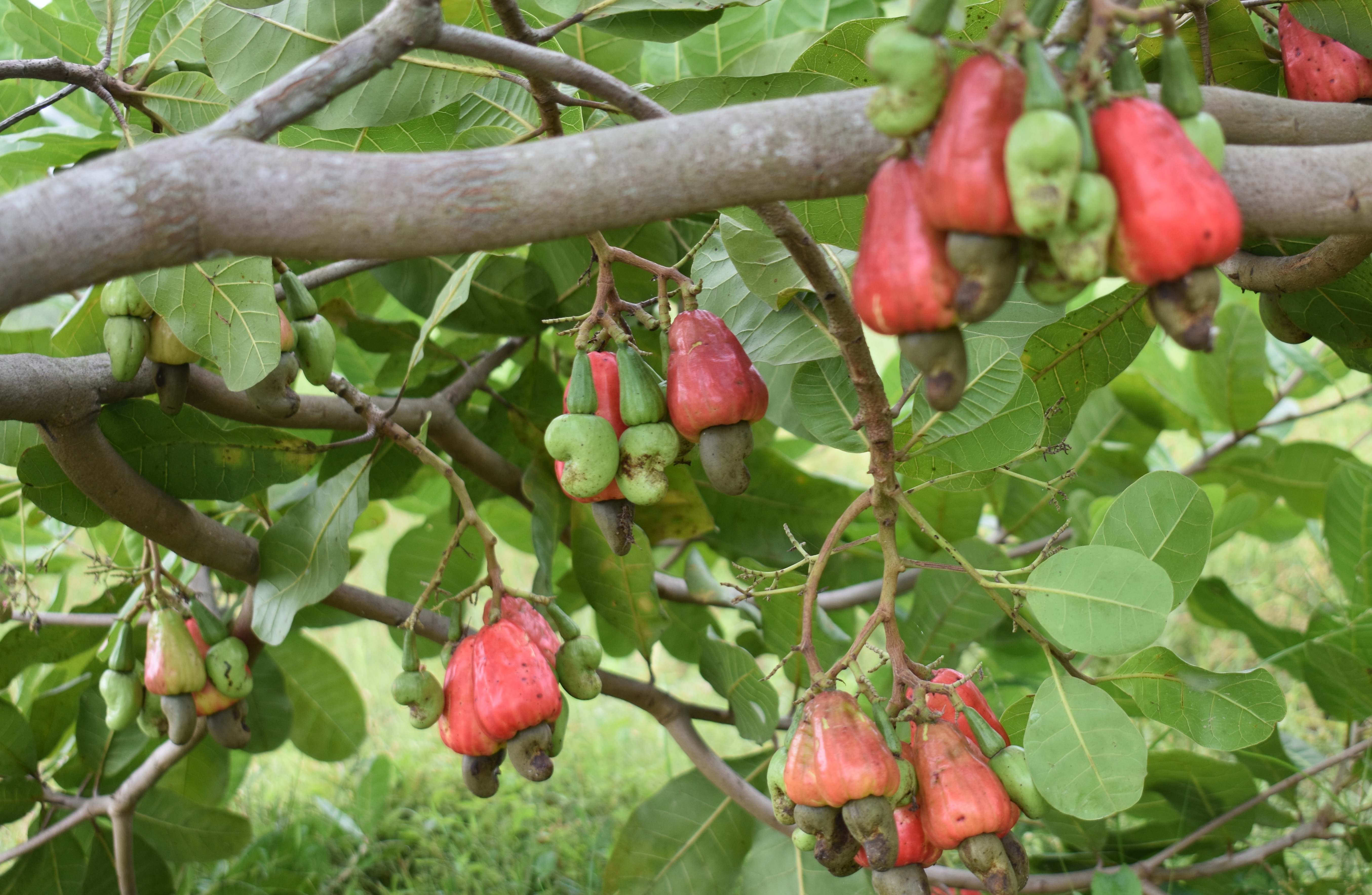 কাজু বাদাম