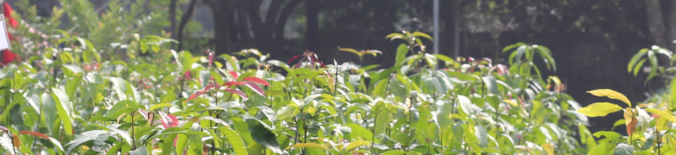 চারা/কলম