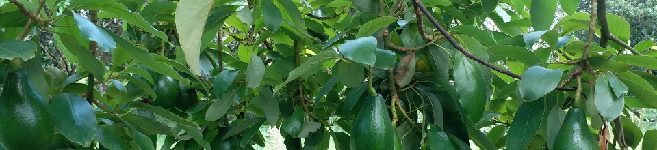 এভোকাডো