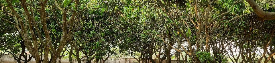 আমের মাতৃবাগান