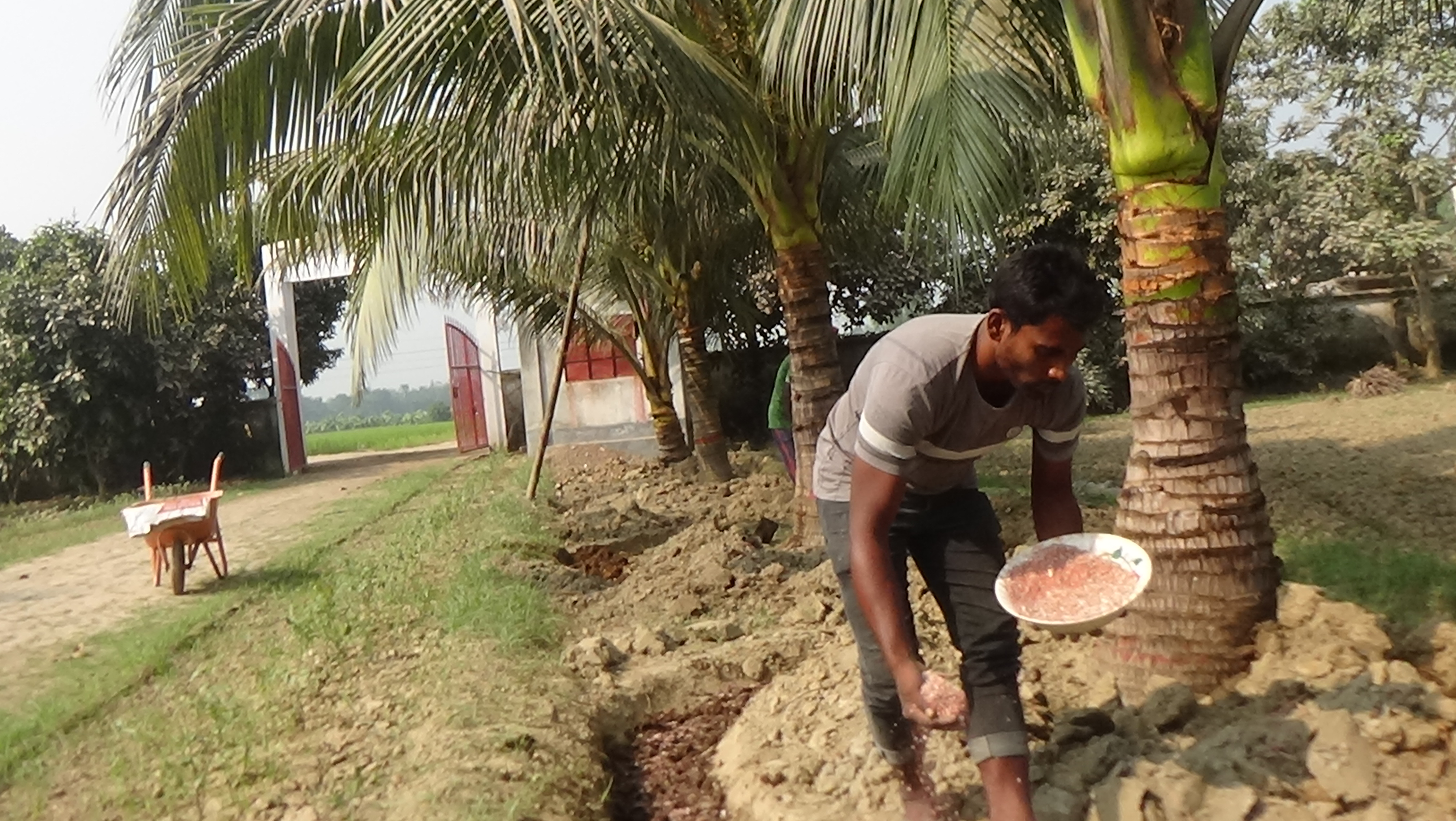 নরিকেল গাছে সার প্রয়োগ