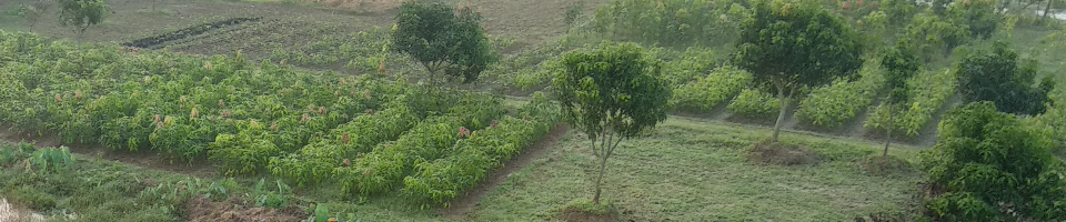 হর্টিকালচার সেন্টার, বদলগাছি, নওগাঁ
