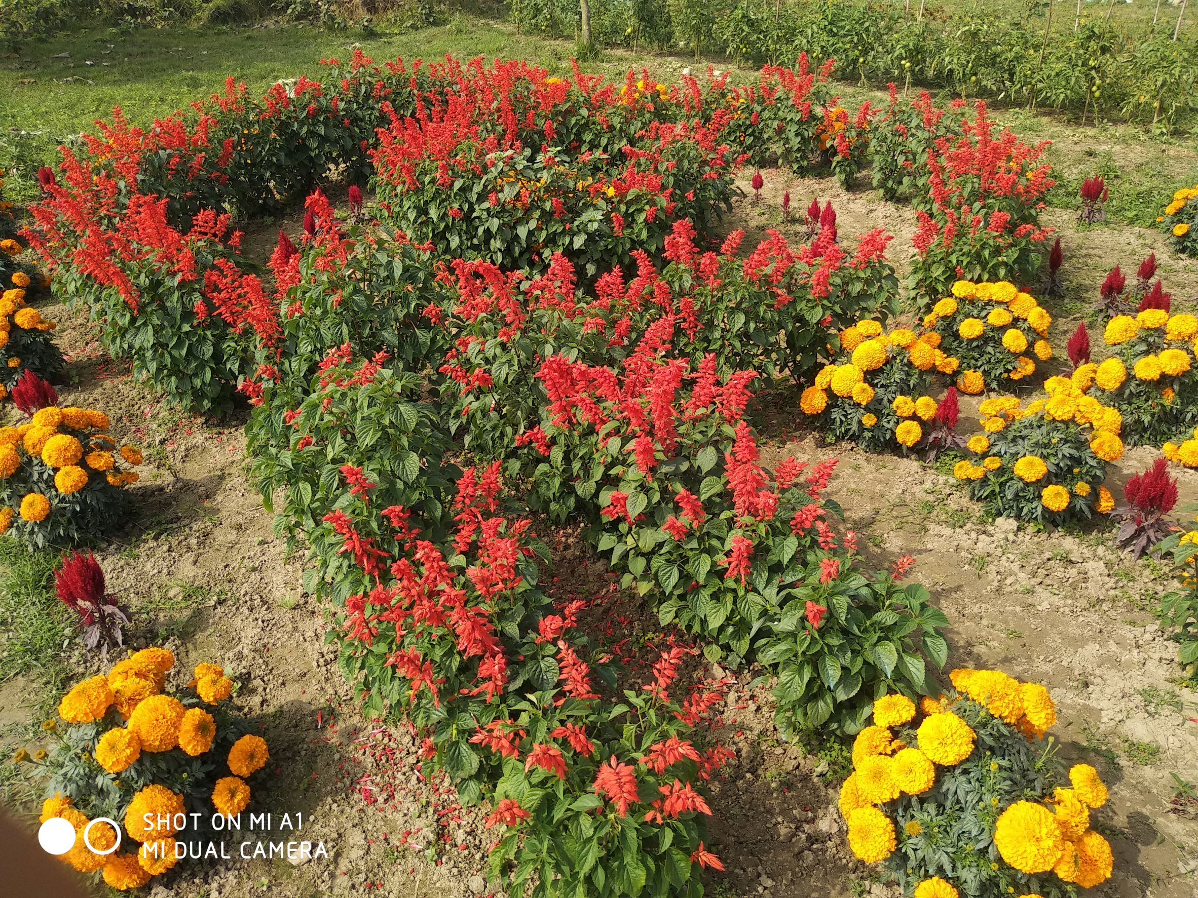 ফুলের বাগান