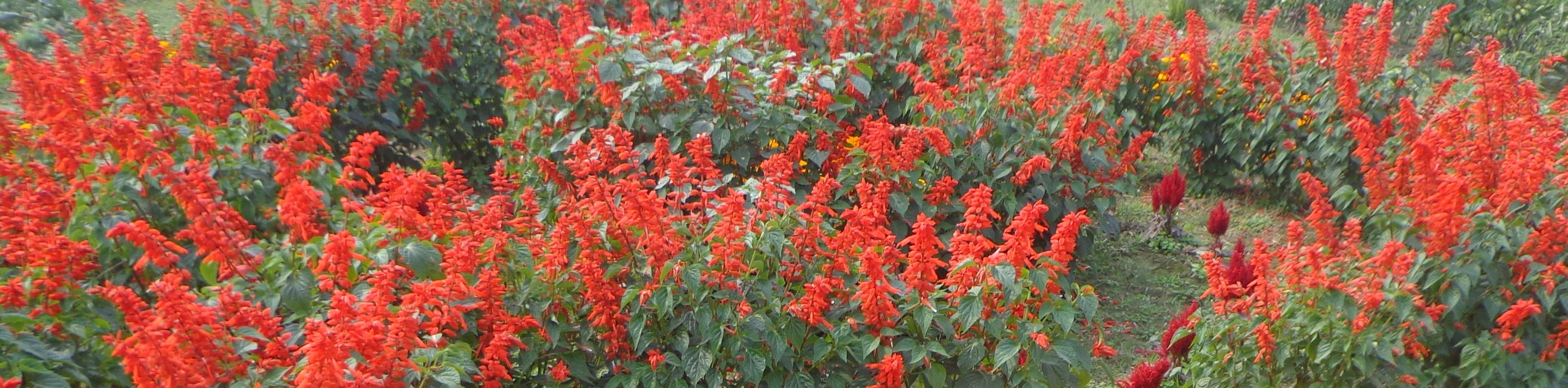 ব্যানার ফুল