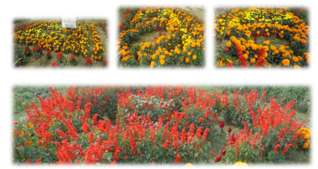 শীতকালীন ফুল