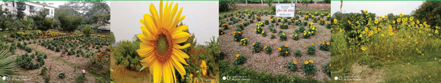 ব্যানার ফুল