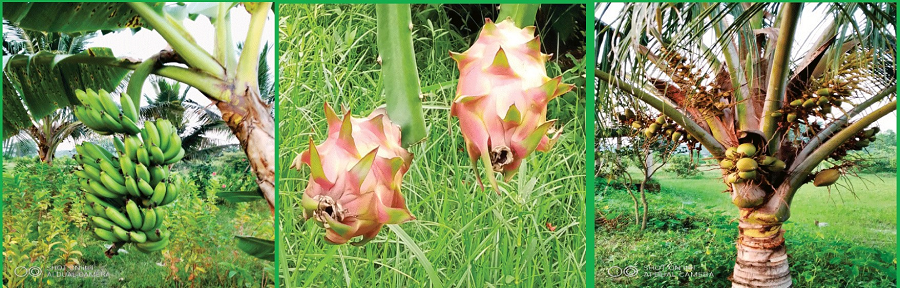 ব্যানার