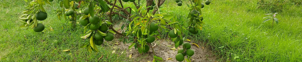 ভিয়েতনামী মাল্টা মাতৃগাছ