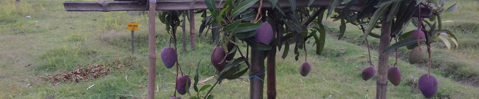 সূর্যডিম আম মাতৃগাছ