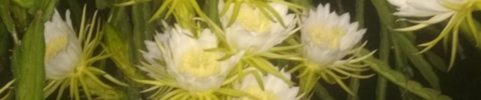 ড্রাগন ফুল