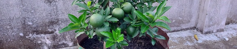 ভিয়েতনামী মাল্টা মাতৃগাছ