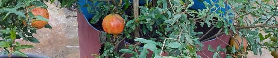 ভেস্তা ভাগোওয়া ডালিম মাতৃগাছ, হর্টিকালচার সেন্টার, দিনাজপুর