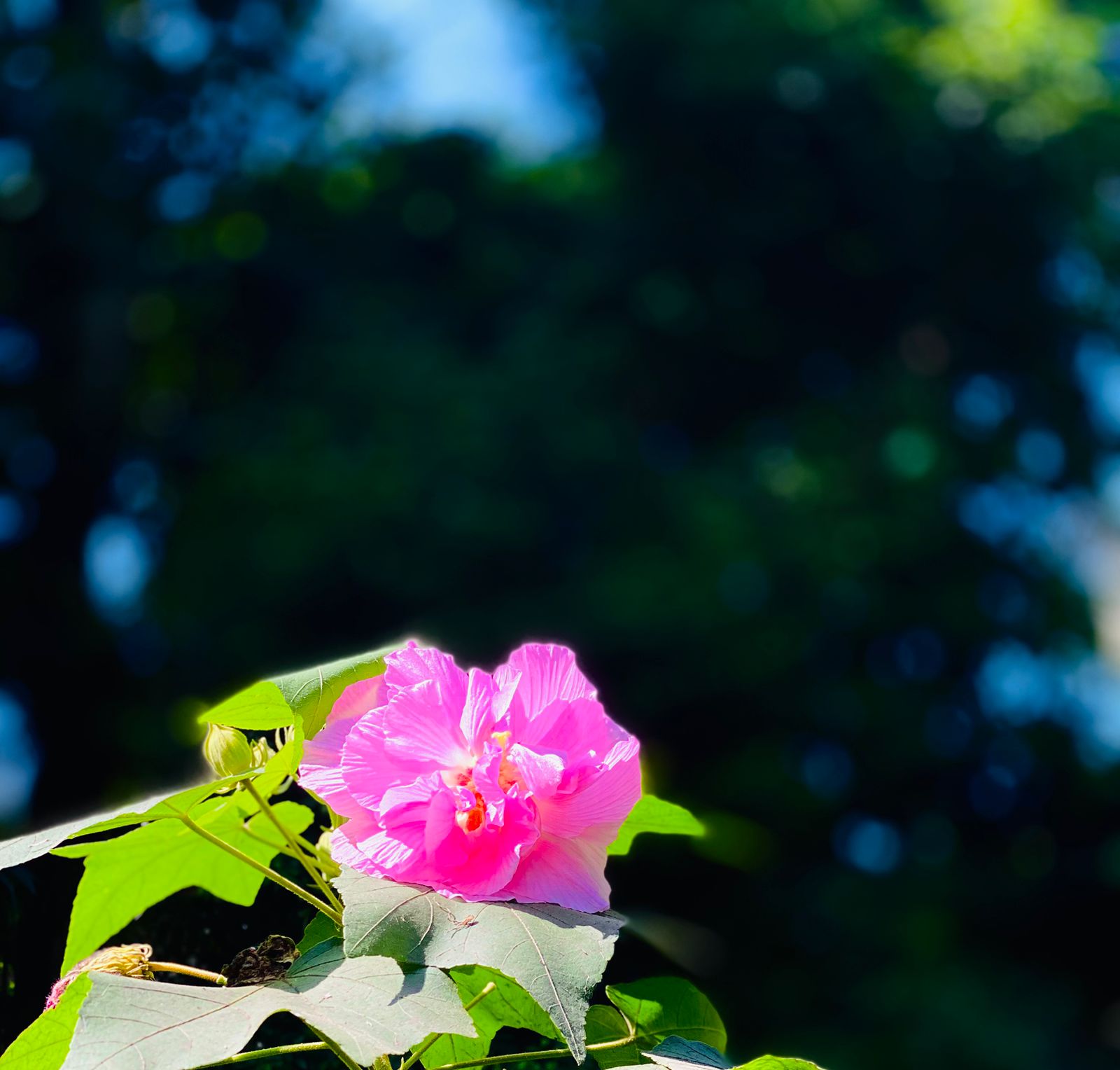 ফুলের ছবি