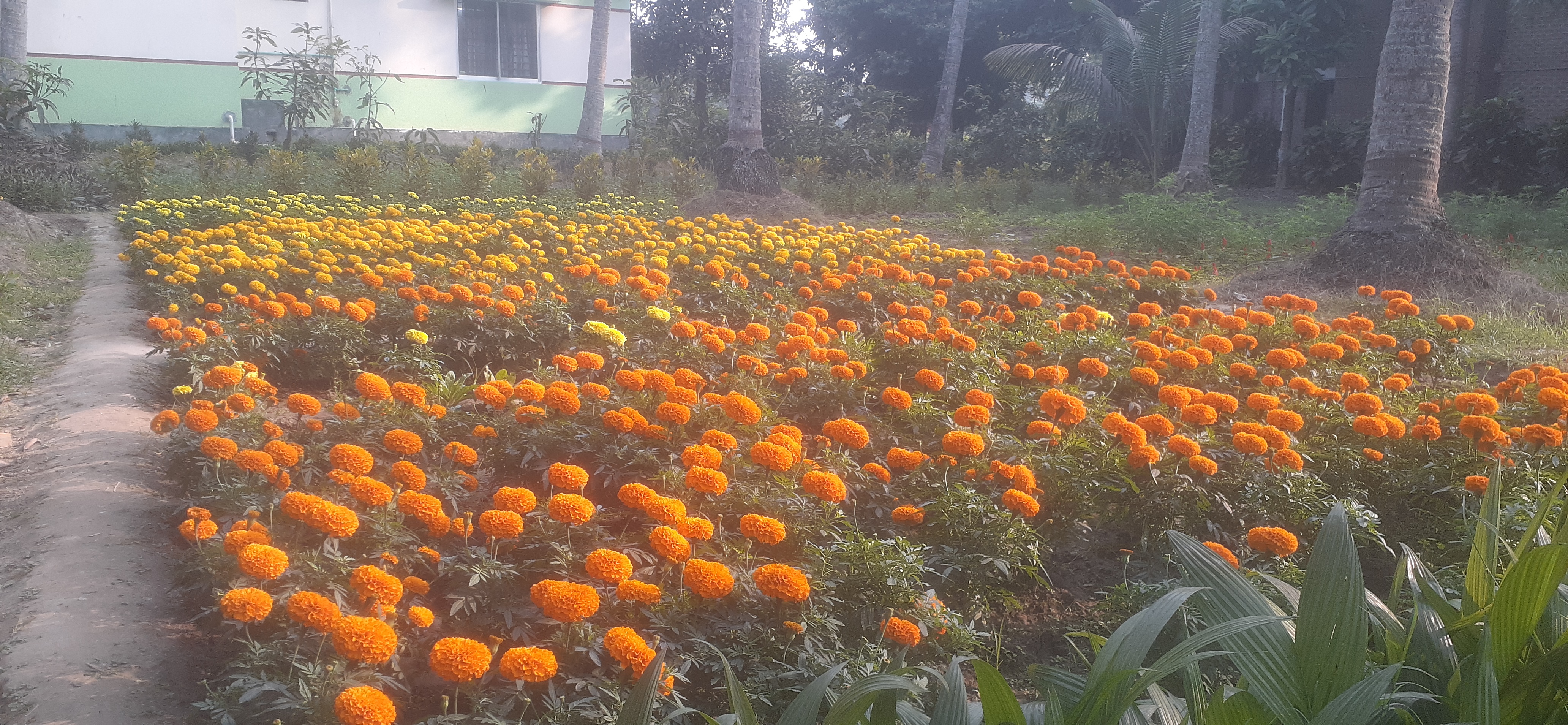 শীতকালীন ফুল