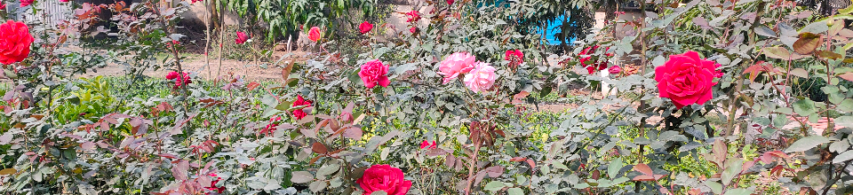 গোলাপের বাগান