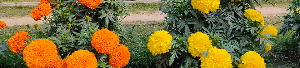 গাদা ফুল