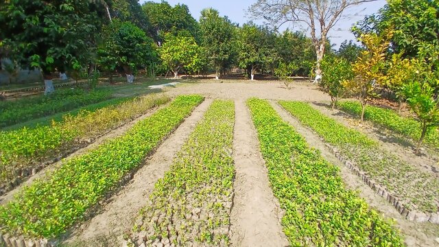 চারা