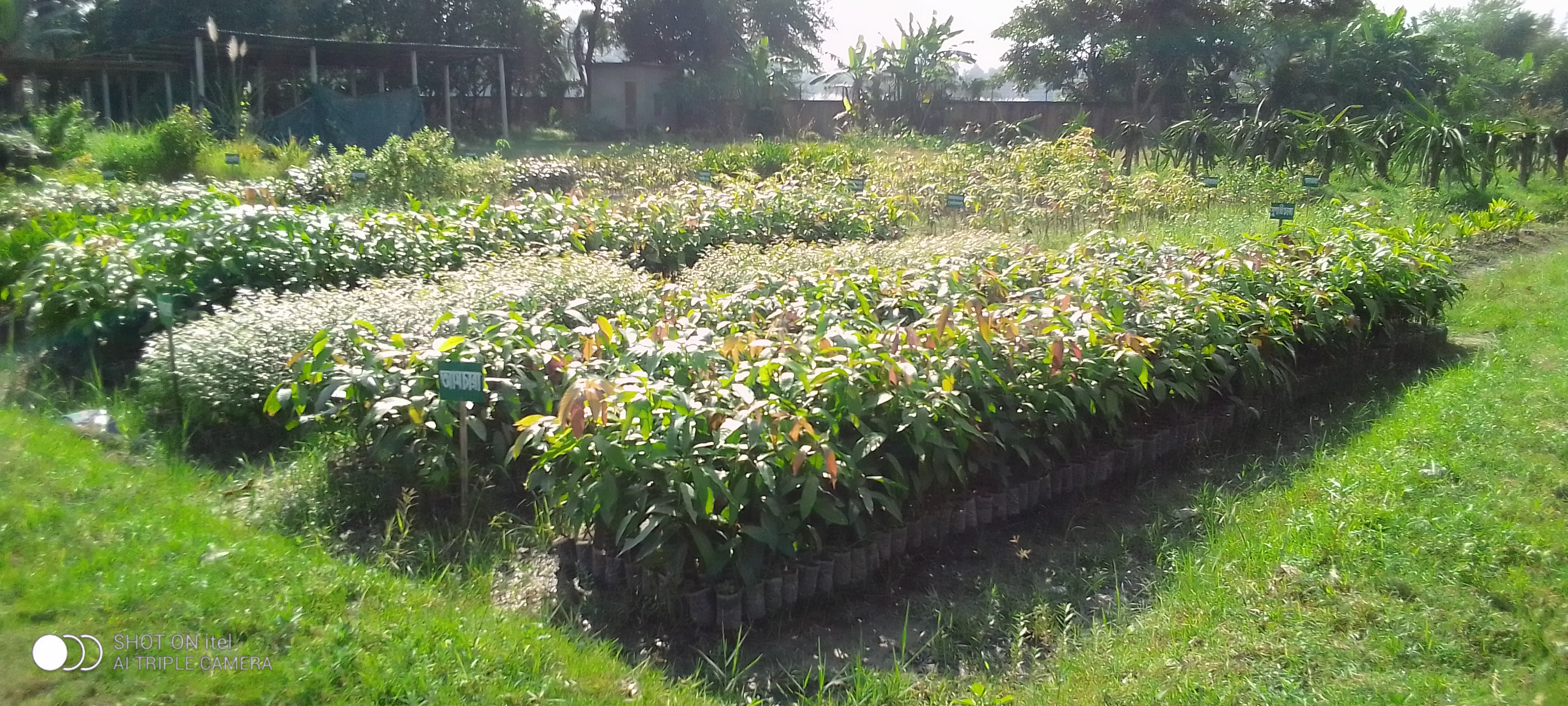 নার্সারী