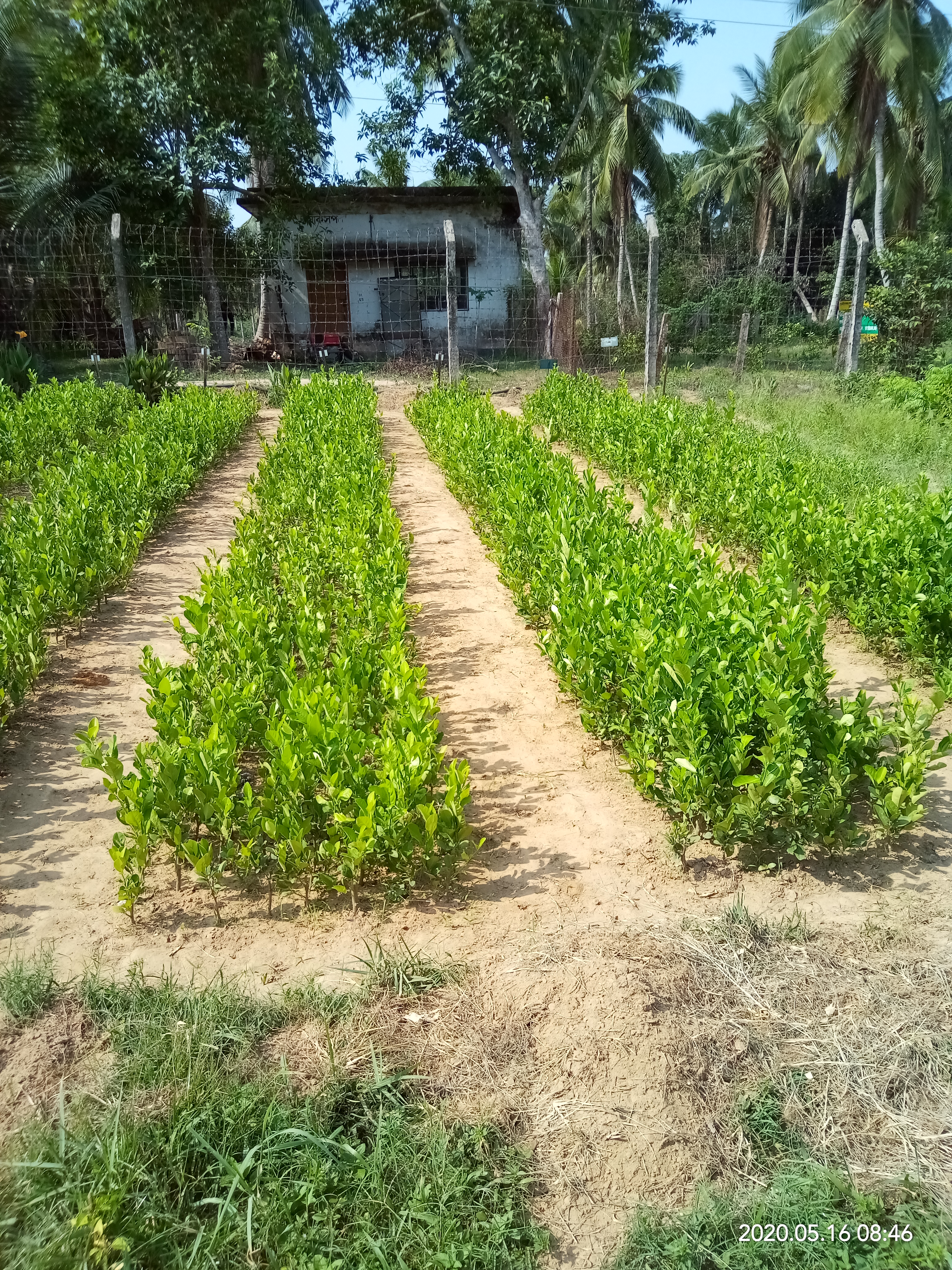 হর্টিকালচার সেন্টার রামু,কক্সবাজার