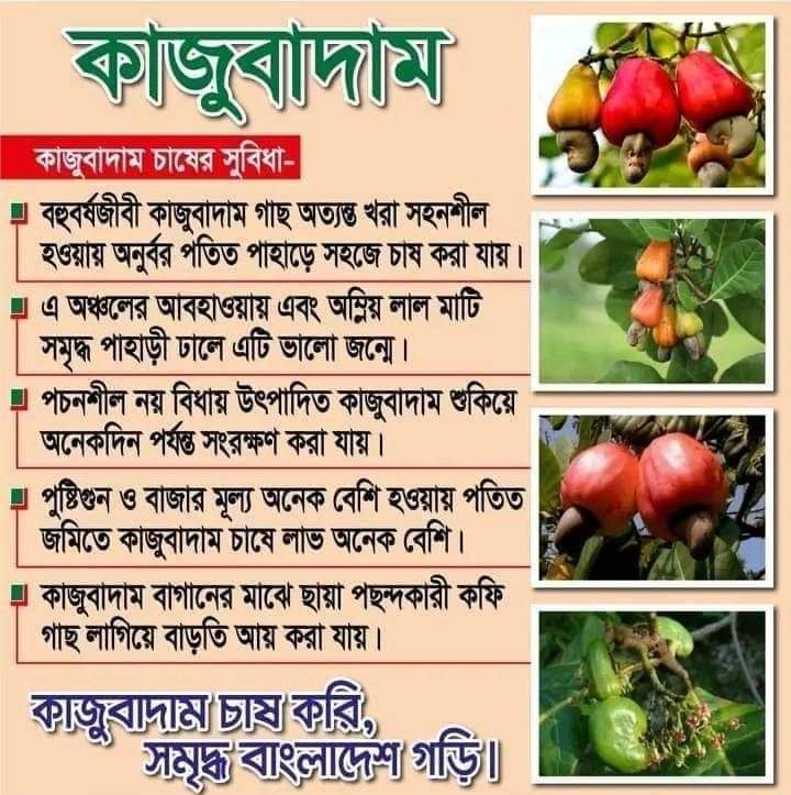 কাজুবাদাম