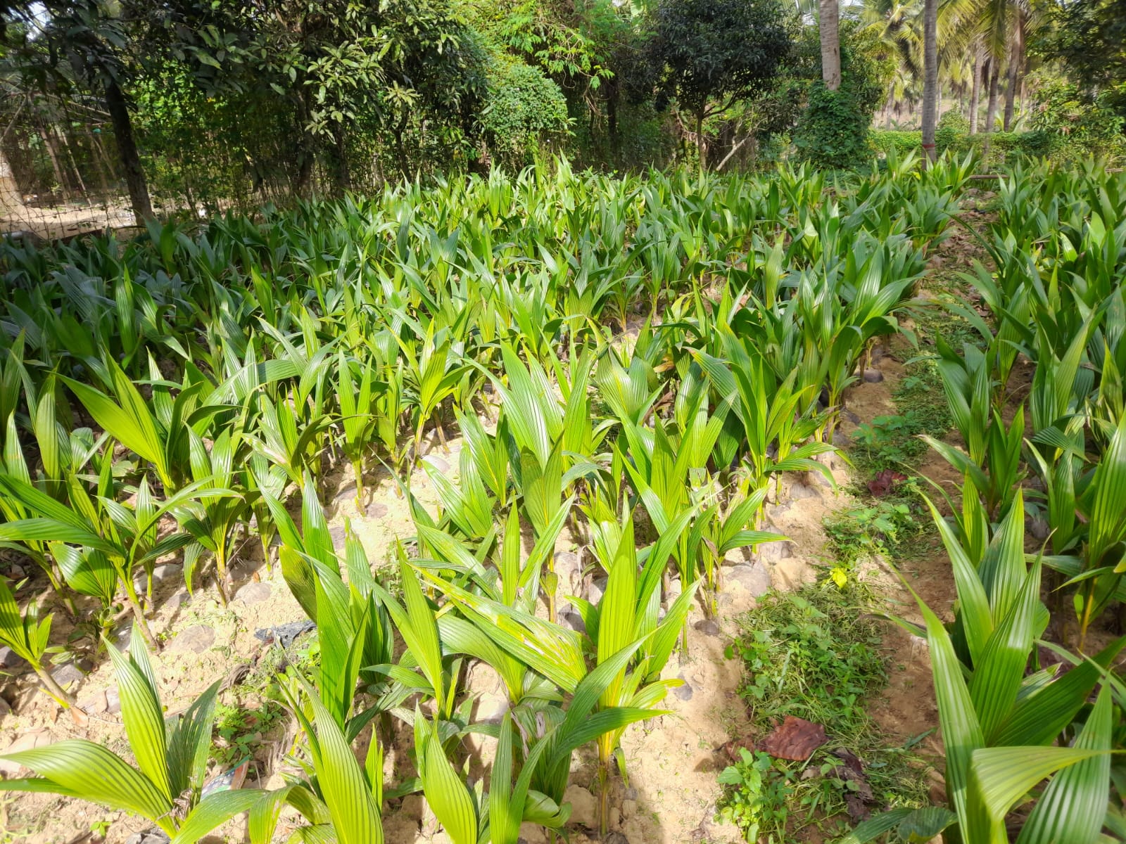 বার্মিজ কিং নারিকেল চারা