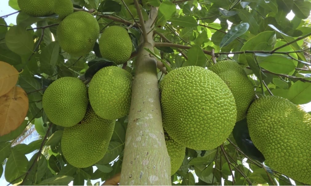 বারোমাসি কাঁঠাল