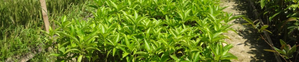 চারা কলম