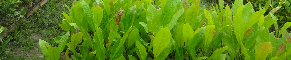 কাজুুবাদাম