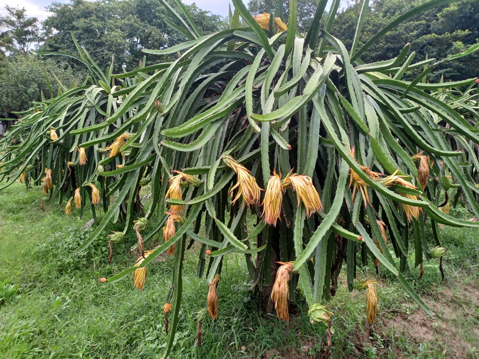 সেন্টারে ড্রাগন ফল উৎপাদন