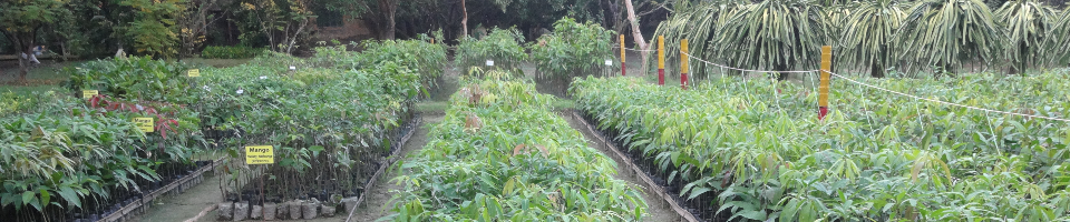 চারা-কলম উৎপাদন