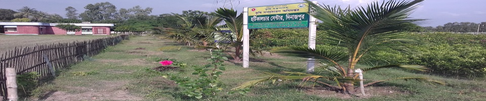 ভিয়েতনামী খাটো জাতের মাতৃগাছ: হর্টিকালচার সেন্টার, দিনাজপুর।