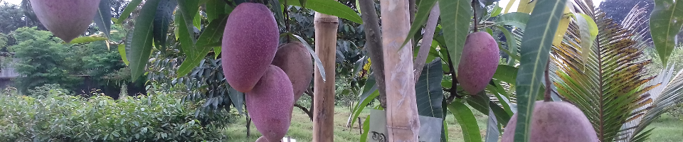 তাইওয়ান রেড আম