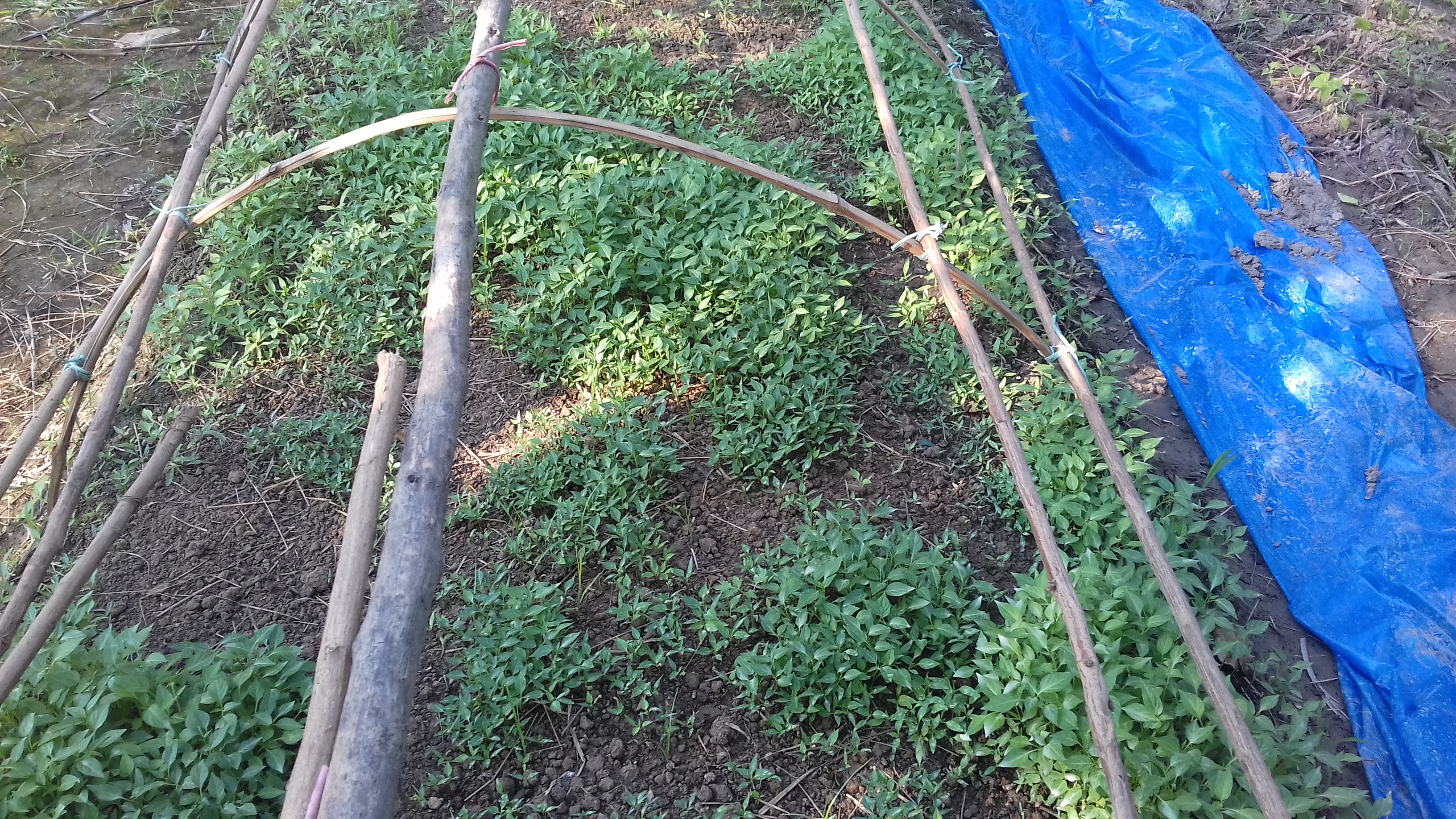 শীতকালীন সবজী