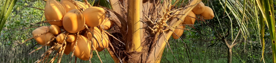 অত্র সেন্টারে খাটো জাতের ভিয়েতনামি নারিকেল গাছ