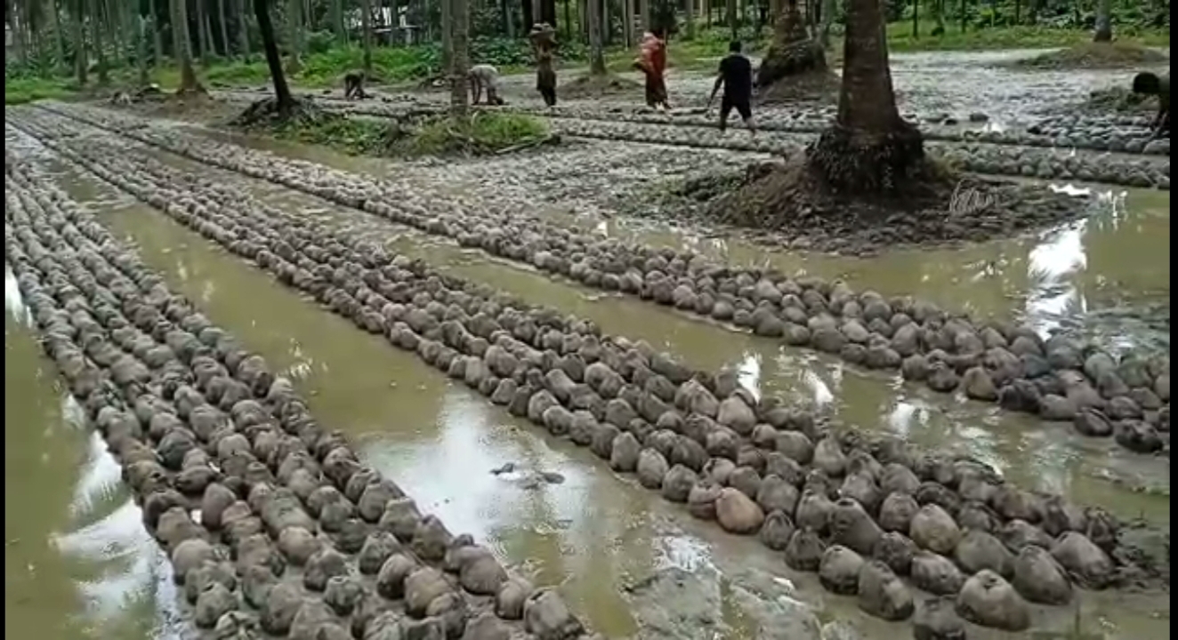 বিশেষ নারিকেল কর্মসূচীর নারিকেল বীজ বেডে বসানো