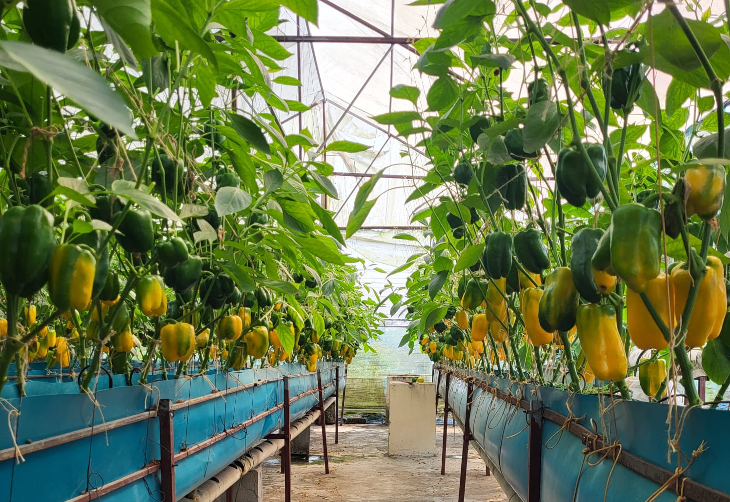 ক্যাপসিকাম