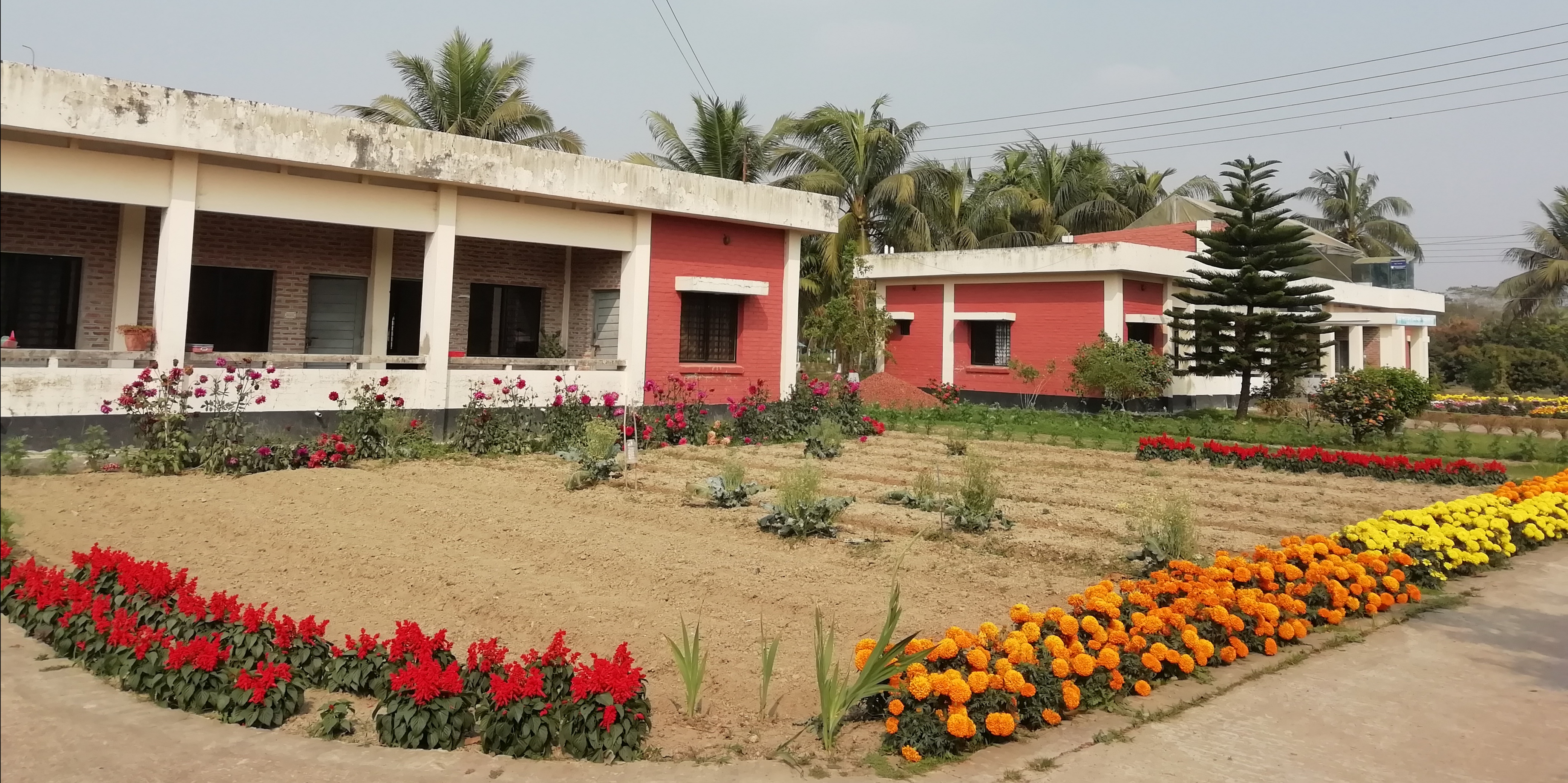 আঞ্চলিক উদ্যানতত্ত্ব গবেষণা কেন্দ্র, বিএআরআই, লেবুখালী, দুমকি, পটুয়াখালী-৩