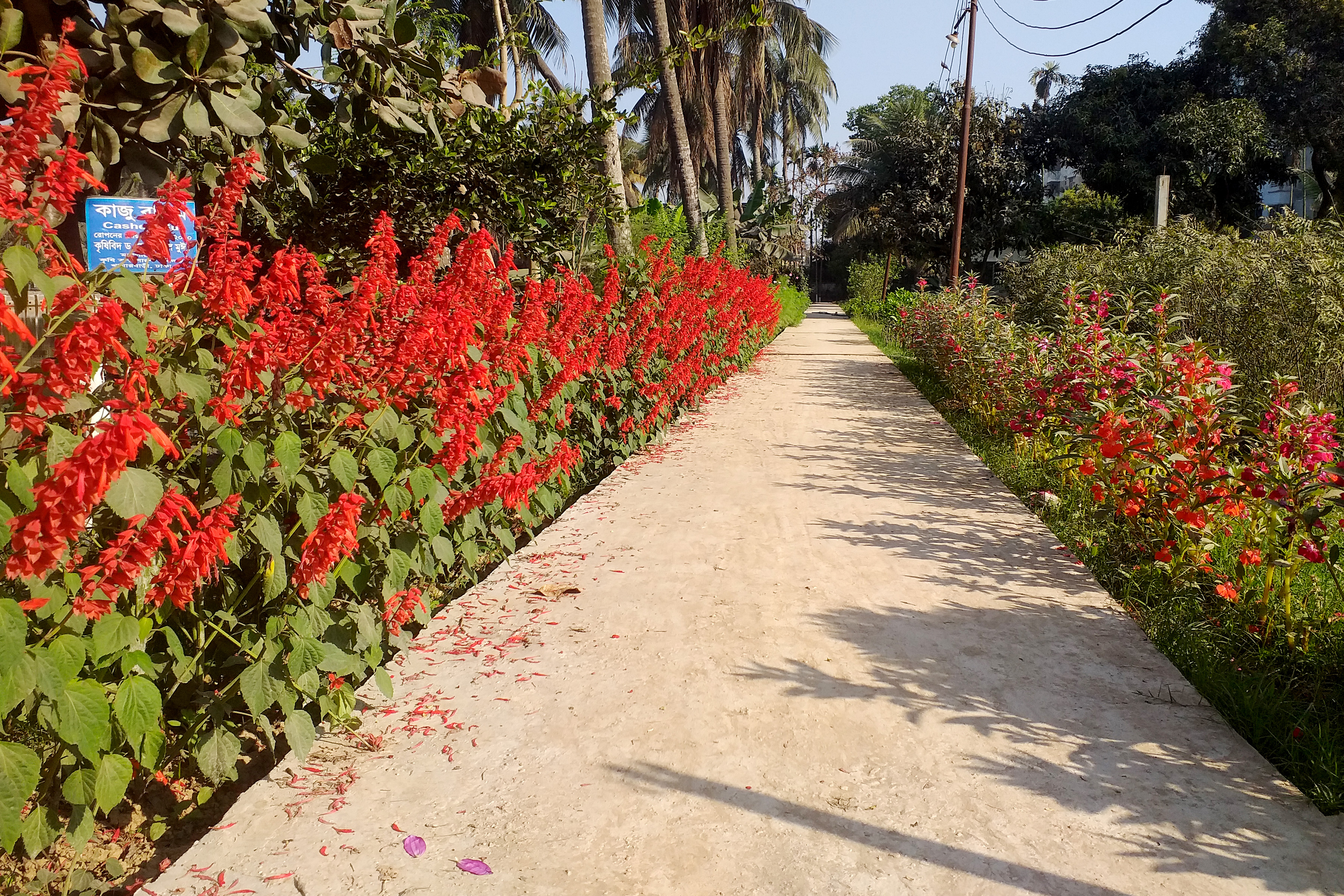 জিসিয়া ফুল