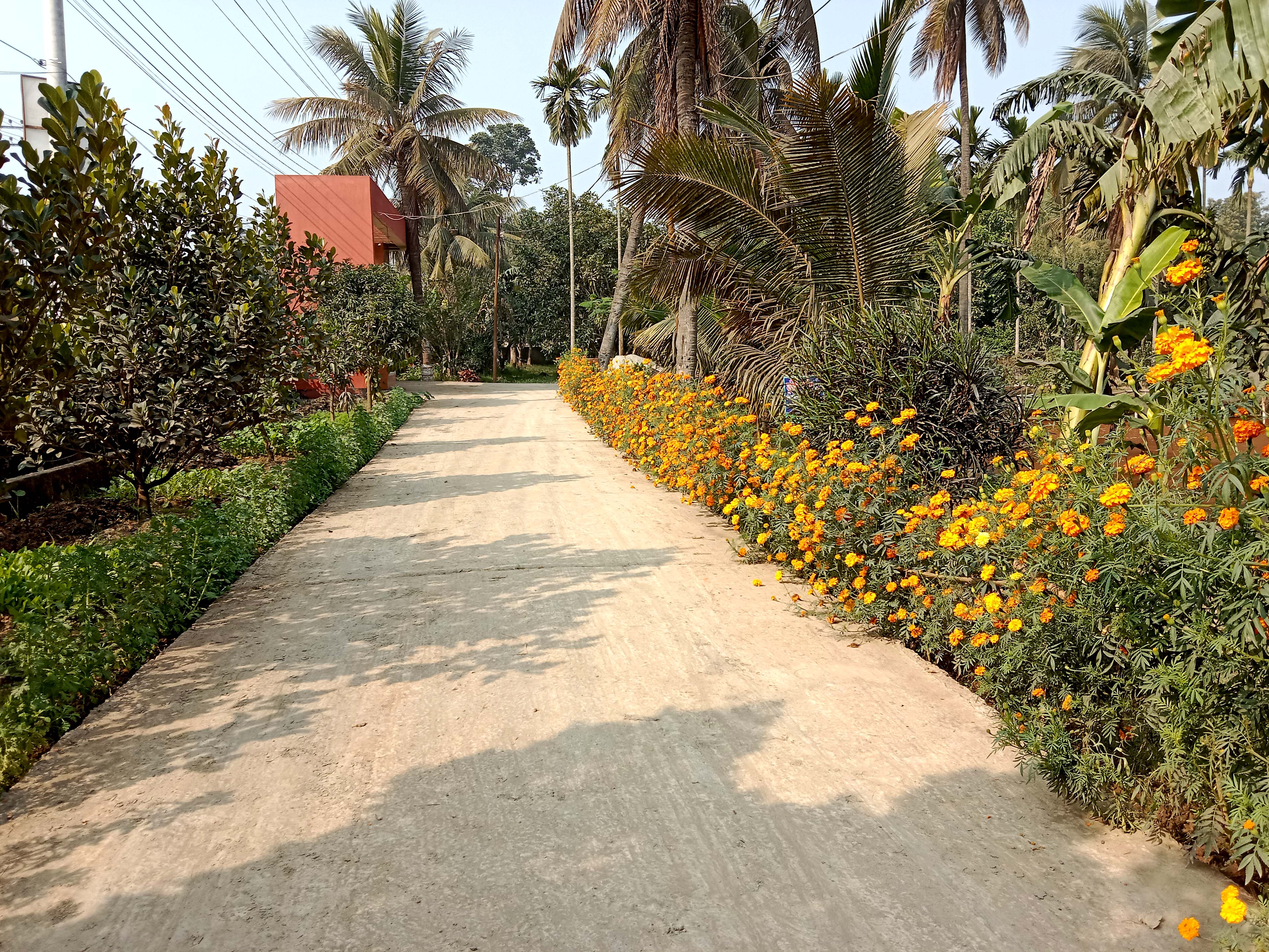 গাঁদা ফুল